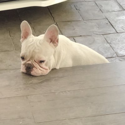 SarunFirmino's profile picture. Communication