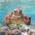 Tortuga Feroz (@tortugaferoz) Twitter profile photo Tortuga Feroz (@tortugaferoz) Twitter profile photo