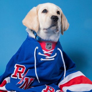 I'm a pup on a path with the Rangers! 
I will be training to become a professional service dog for a child with autism.
