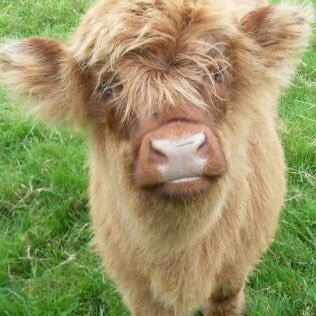Tweets about Adventures and Wildlife! From our new home in the Yorkshire Dales