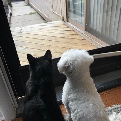 4CatBrothers's profile picture. We are four crazy cats living in one house. We have a fluffy canine sister @LittleElliePup. #weetigang Sergeants in #zshq #blackcatcomics #theaviators