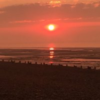pett level (@pettlevel) 's Twitter Profile