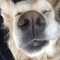 morag pepper (@mogs333) 's Twitter Profile