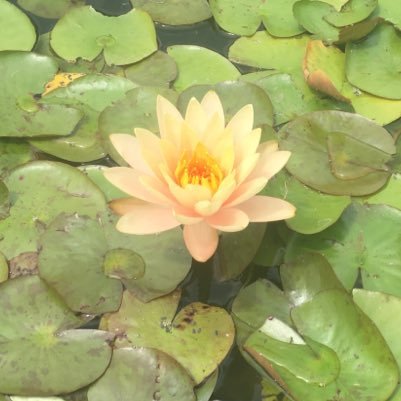 KTress13's profile picture. ~One for sorrow, Two for joy~ I’m a librarian, and very tired. 🔞No minors please. She/Her.