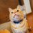 まねきねこのアイコン
