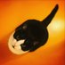 Camberwell Cat (@camberwellcat) Twitter profile photo Camberwell Cat (@camberwellcat) Twitter profile photo