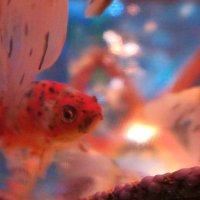 児玉 (@kedama019) Twitter profile photo