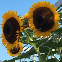 The Learning Center (@tierneycenter) 's Twitter Profile