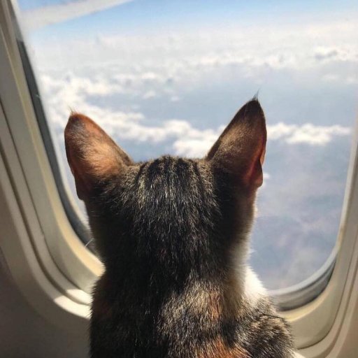 MacChewie's profile picture. Geek but not nerd !