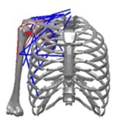 We are committed to shoulder biomechanics research that translates into better lives!