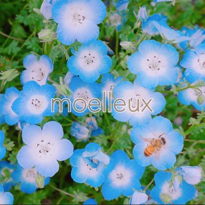 moelleux🩵デザフェス両日Q-306さんのプロフィール画像