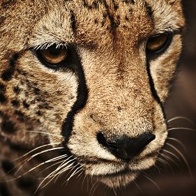 AJoe1958's profile picture. Cats rule!  #Veterans