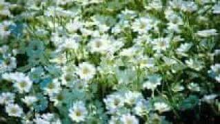 ManuelOteroVil4's profile picture. El humor