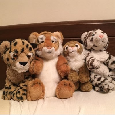 動物チャンネル Stuffed Animals Stuffedanimal2 Twitter 動物チャンネル Stuffed Animals Stuffedanimal2 Twitter