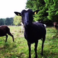 Keith Brennan (@hawhillfarm) 's Twitter Profile