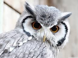 HootyFruity 🦉🍒さんのプロフィール画像