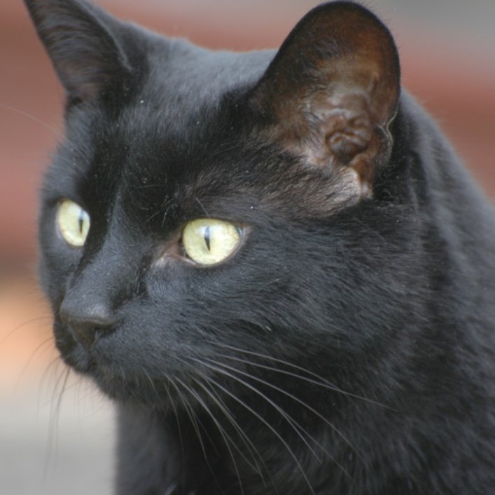 alice_shoulder's profile picture. Business Professional, troubleshooter, animal lover, supports the veteran community, choice for animals and people and loves craniosacral therapy.