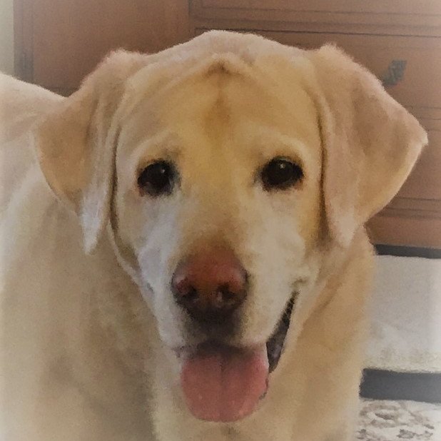 Proud Dog Momma to Arlo, Don't look at me - I didn't vote for that dumb orange f**k! Find me at the good place https://t.co/wO9elipY8m
#ThankYouJoe