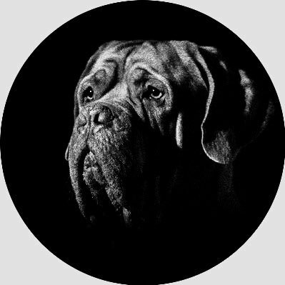 guillotinezco's profile picture. 