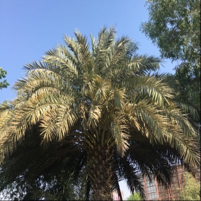 towards a green UAE