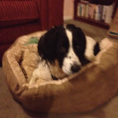 Teach in 3/4, keen to share passion for books. 3 children, all grown up, 1 godson, 1 springer spaniel. @OURfP TRG leader. @UKLA longlisting enthusiast