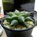 dirk (@dirk_haworthia) Twitter profile photo dirk (@dirk_haworthia) Twitter profile photo