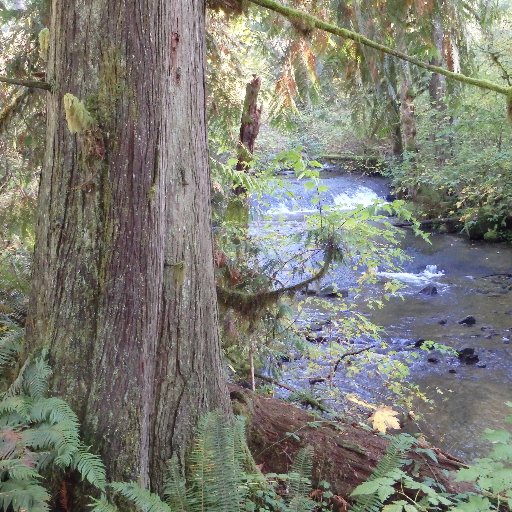 Executive Director of the South Santiam Watershed Council