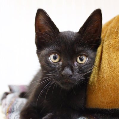 保護猫カフェヌーベルバーグの猫おじさん おさんぽ沖縄 Petokinawasanpo Twitter