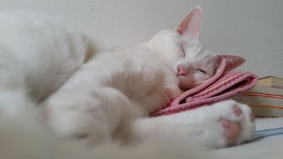 山歩きと、いい歳して「ゆるキャン」「ヤマノススメ」にハマってしまった奥様です⛺
自分がグッズ購入するとは思ってもみなかった為、少しウロタエテイマス💧
新作グッズの通知にオビエテイマス💧
無言フォロー失礼致します(今まで無言フォローさせて頂きいた方々、大変失礼致しました)
宜しく御願い致します。