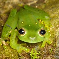 Melbourne Rainforest Action Group (@mrag2020) 's Twitter Profile