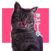 あやねこみぃ (@ayanekome) Twitter profile photo