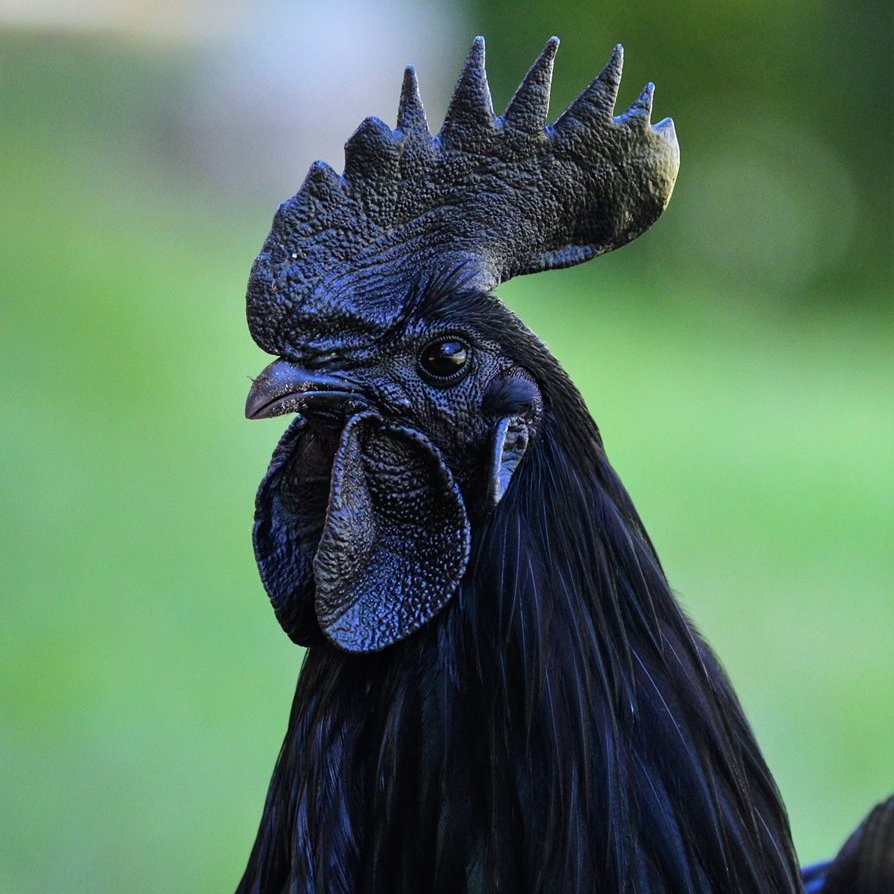 DarkRooster