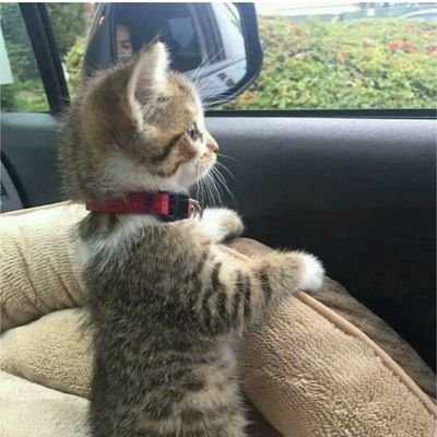 Gatuya4's profile picture. 