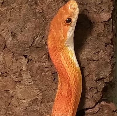 XxPython's profile picture. 