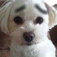 雑種犬のお嬢様🐶はちみつとどんぐり (@vwpimotkuwyeph4) 's Twitter Profile Photo 雑種犬のお嬢様🐶はちみつとどんぐり (@vwpimotkuwyeph4) 's Twitter Profile Photo