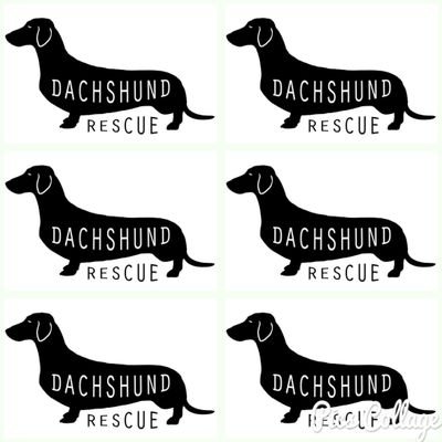 Dachshund Rescue UK