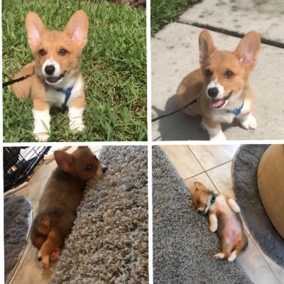 TheCorgiCheddar's profile picture. My name is Cheddar and I am just a Corgi pup!