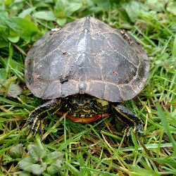 machotaco711's profile picture. 