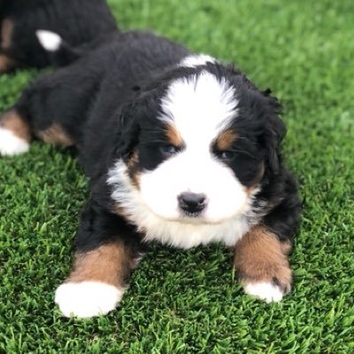 I’m a Bernese Mountain dog with a tenacious personality, ready to explore the world!