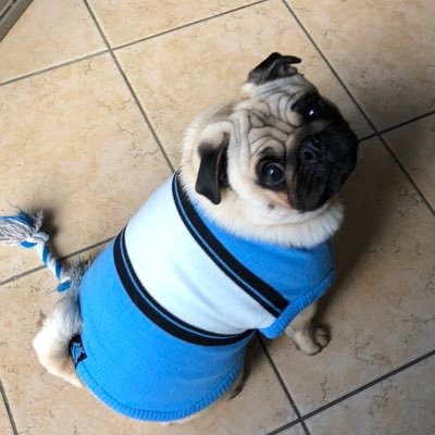 FAMILY-DOGS-HEAVY MUSIC-SPORT……. Slipknot-Cronulla Sharks-Miami Dolphins-Puglife 💑🐶🤘🎸🏉🏈🦈🐬🇦🇺
