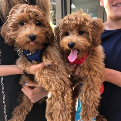 bristeadd's profile picture. what