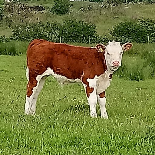 Pedigree Hereford herd in North Wales. Est. 1970. High health status.