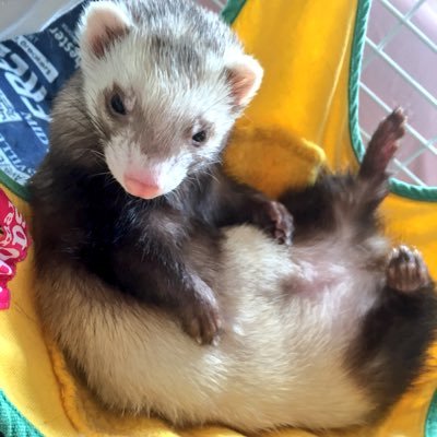 パスバレーのペンネちゃん。9月10日に日本に来ましたー！ #フェレット #ferret みなさんの可愛いフェレちゃんたちみてニヘニヘしてます(/∀＼*) 主は20代中盤の女。１月末からコペン乗り♪４月オカリナデビュー、７月ウクレレデビュー