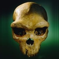 PaleoAnthropology+(@Qafzeh) 's Twitter Profile Photo