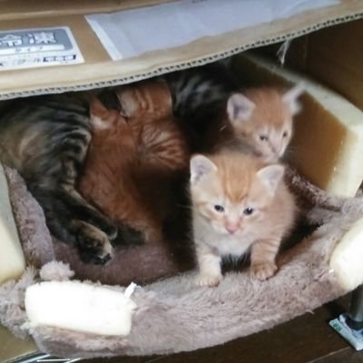 Ed1sDNWi2SqpgQr's profile picture. こんにちは✨😃❗朝山譲です。僕は三重県に住んます。毎日毎日仕事大変で家に帰って寝てまた朝早く仕事行っての繰り返しの中頑張ってます。これからも譲をよろしくお願いします😭✨