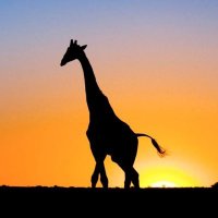 Ayuuuuu (@nemunemu1031) 's Twitter Profile