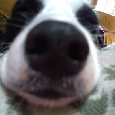 kiki_packer's profile picture. Retired newspaper reporter. Backstretch brat so yeah, all about the ponies. Devoted Denver Nuggets/Broncos fan. Political atheist.