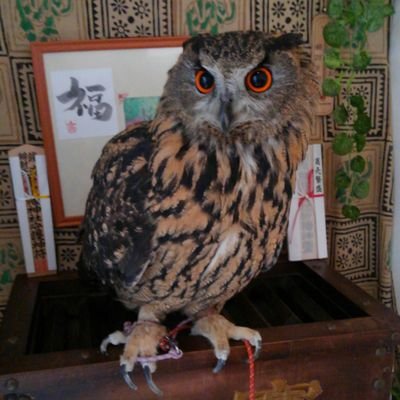 ミミズク悠 やっぱりユーラシアは力がありますね 可愛い顔して人工芝をバッシバッシと刻んでいきます ユーラシアワシミミズク ふくろう 人工芝