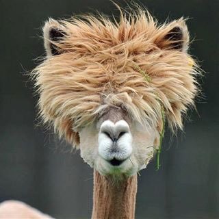 lipscombsm's profile picture. Devoted wife and mother; Art Teacher who learns something new from her students every day; LOVE Giraffes (and Llamas)!!!