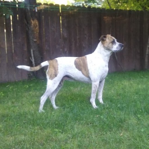 pandabearorg's profile picture. Well, I was a drifter for the first couple years of my life, then some dude came along and adopted me. I bark at black birds and take my human on walks at will.